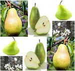 Big Max Heirloom Pumpkin Seeds – Extra - Large Pumpkins Ideal for Decorating or Baking - Dharaseeds