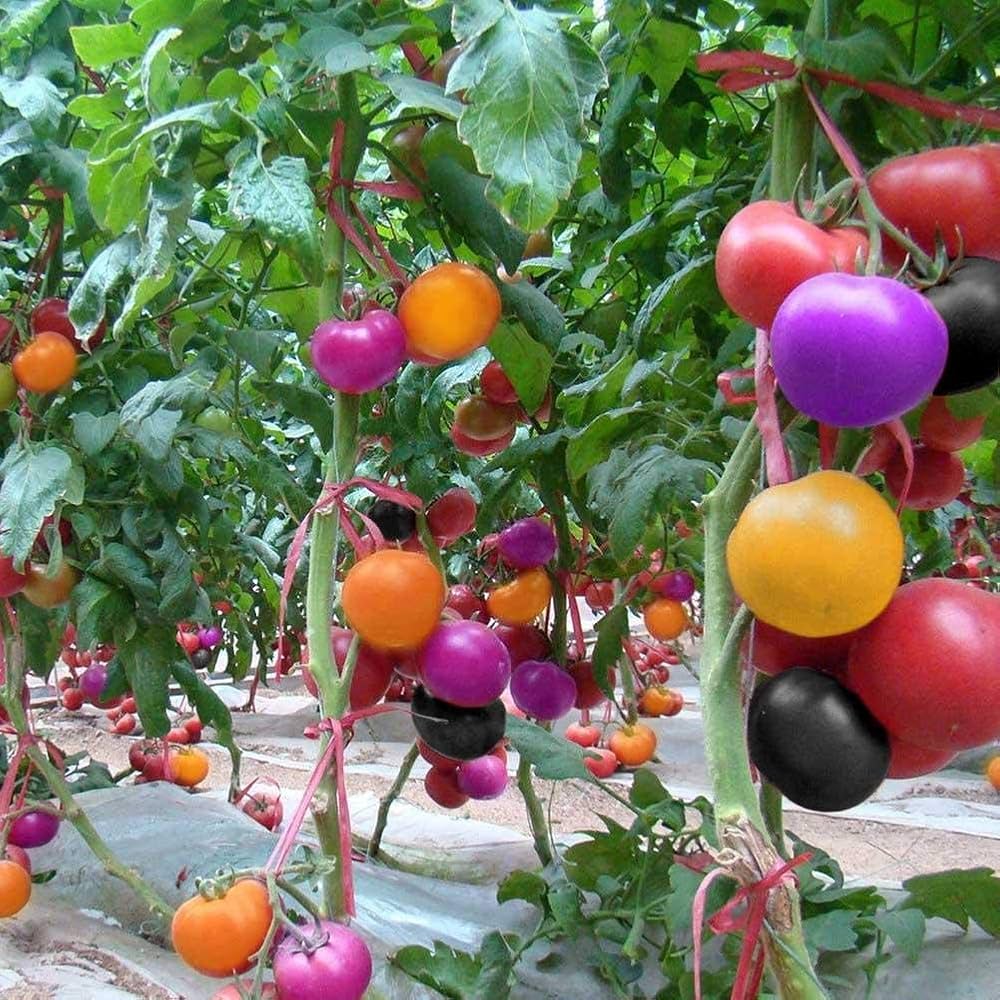 Big Rainbow Bi - Color Tomato Seeds – Striking Yellow - Red Heirloom Variety - Dharaseeds