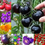 Big Rainbow Bi - Color Tomato Seeds – Striking Yellow - Red Heirloom Variety - Dharaseeds