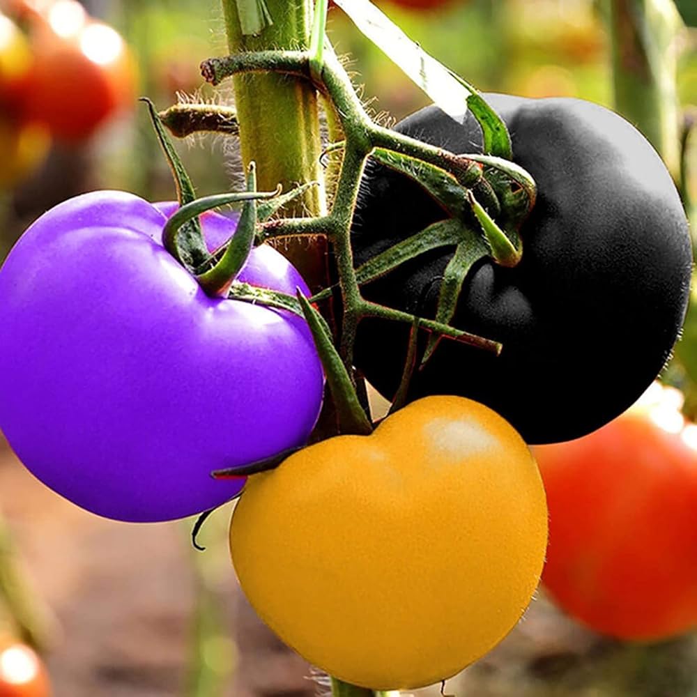 Big Rainbow Bi - Color Tomato Seeds – Striking Yellow - Red Heirloom Variety - Dharaseeds