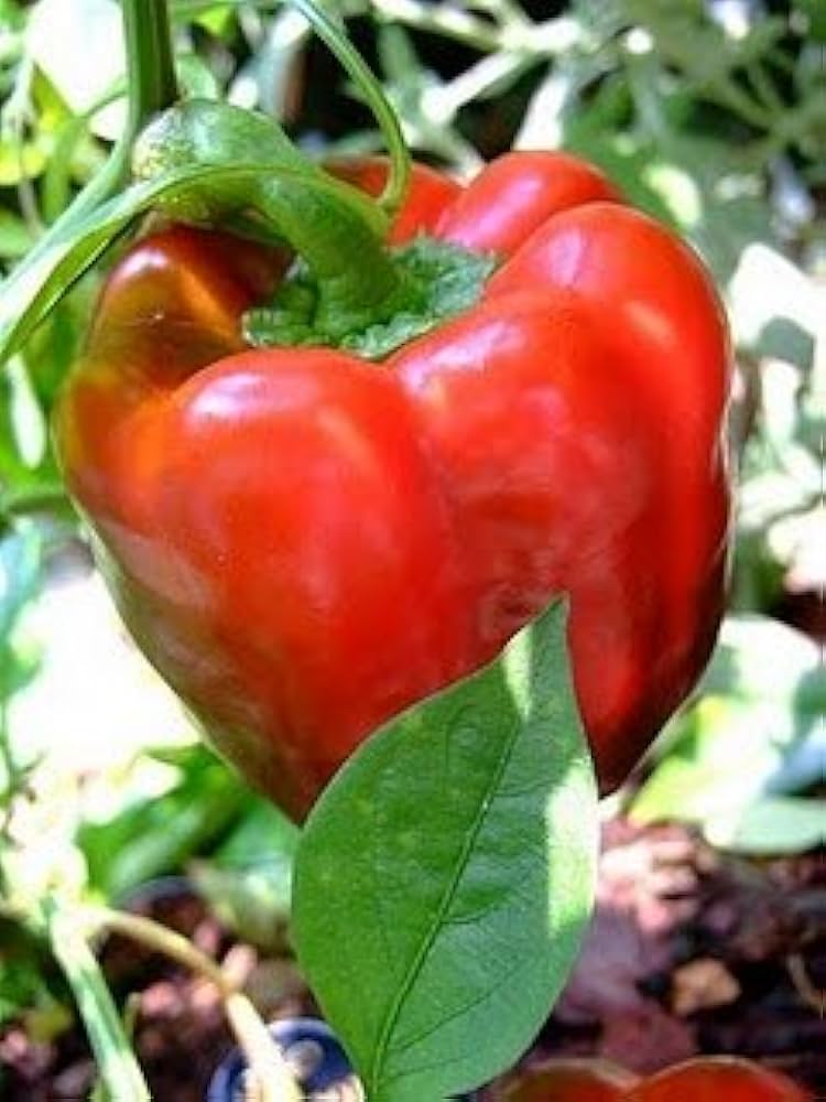 Big red paprika Capsicum annuum vegetable seeds for planting in home garden or backyard beds - Dharaseeds
