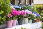 Bigleaf Hydrangea Hydrangea macrophylla flower seeds for home garden landscaping - Dharaseeds