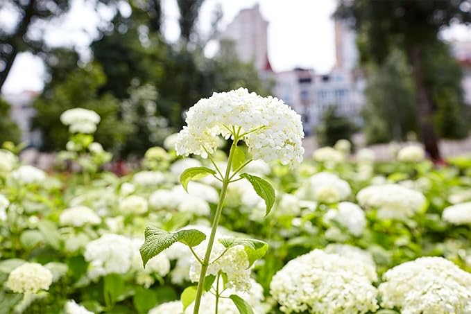 Bigleaf Hydrangea Hydrangea macrophylla flower seeds for home garden landscaping - Dharaseeds