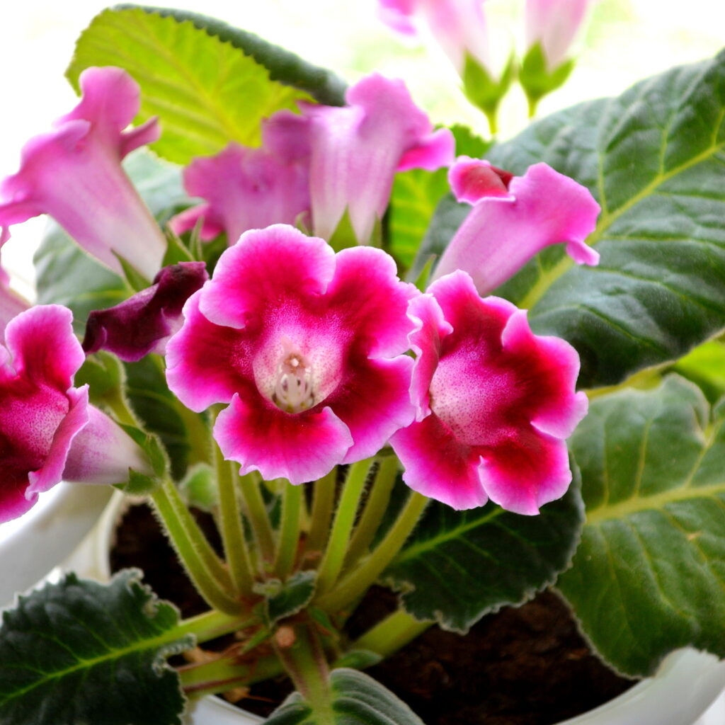 Gloxinia Giant Hybrid (Sinningia) flower seeds – velvety annual blooms