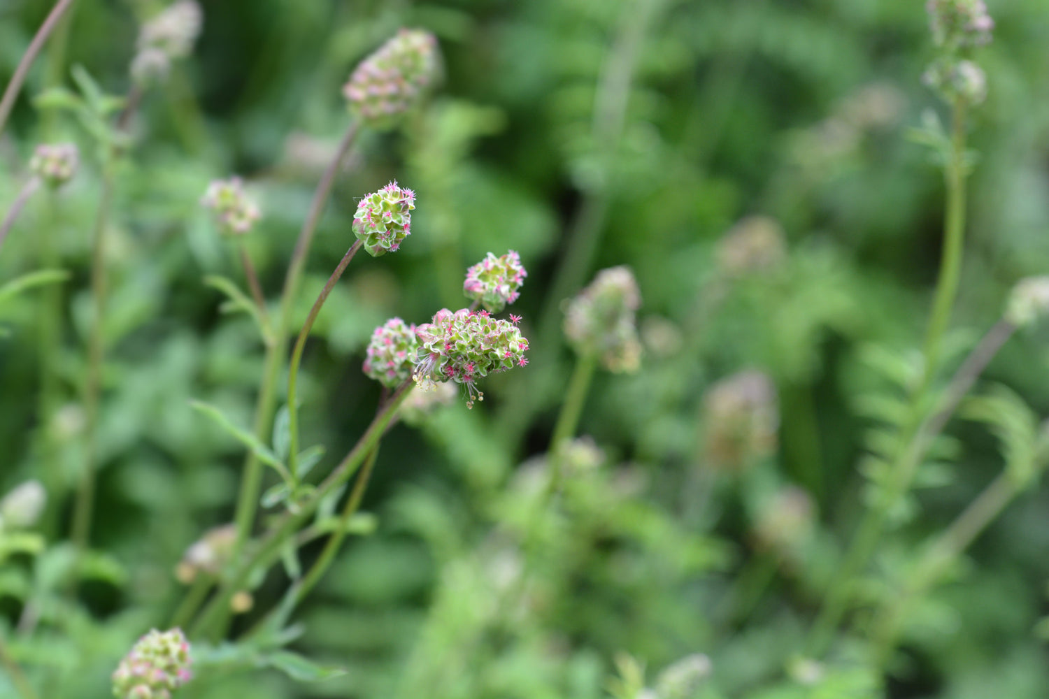 Salad Burnet Seeds SMALL Sanguisorba Minor Herb Flower Forage S&H – Heirloom, Non-GMO, High Germination Organic Garden Seeds