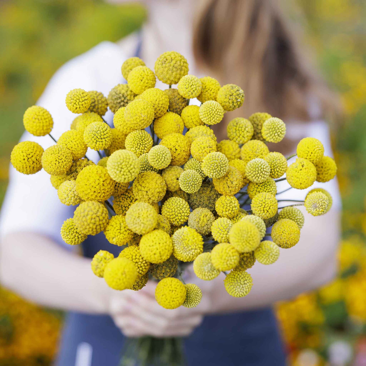 Billy Button Seeds