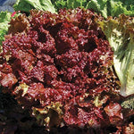 Bio New Red Fire Lettuce Seeds – Organic Looseleaf Lettuce with Crisp Red - Green Leaves - Dharaseeds
