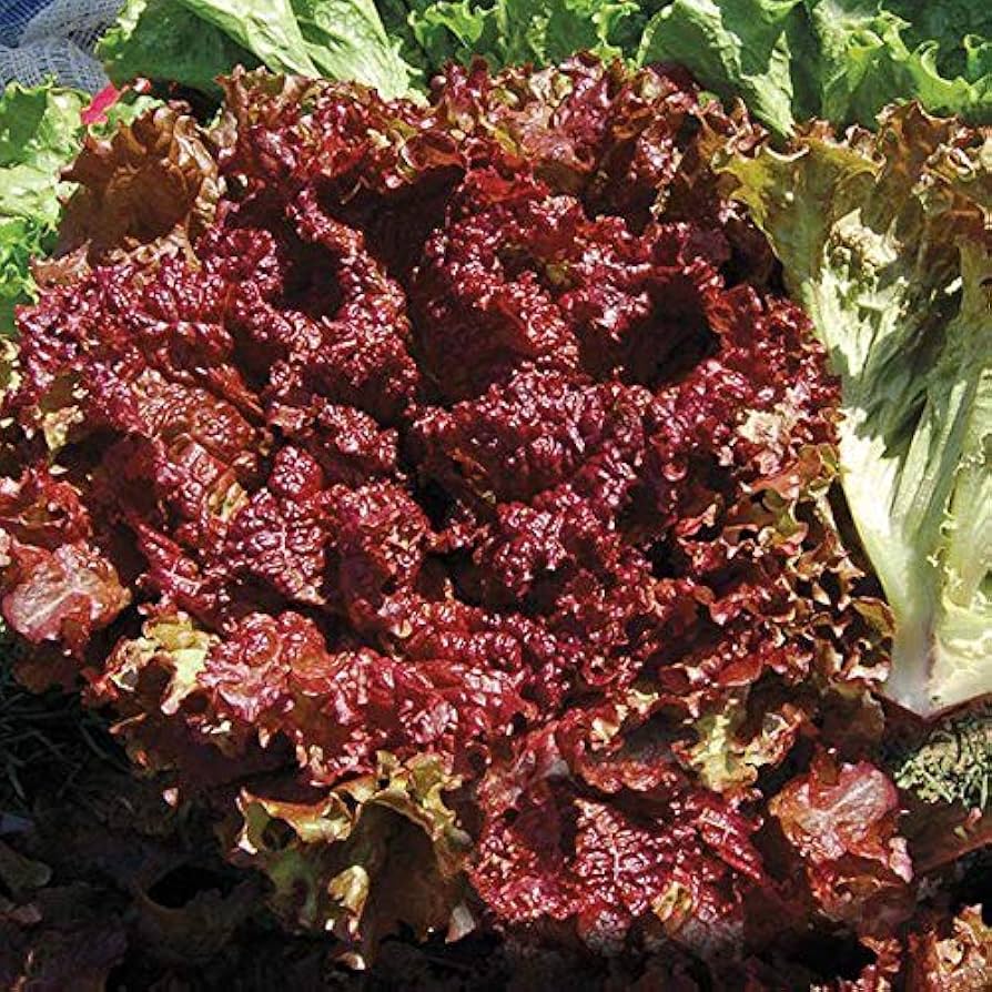 Bio New Red Fire Lettuce Seeds – Organic Looseleaf Lettuce with Crisp Red - Green Leaves - Dharaseeds