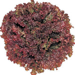 Bio New Red Fire Lettuce Seeds – Organic Looseleaf Lettuce with Crisp Red - Green Leaves - Dharaseeds