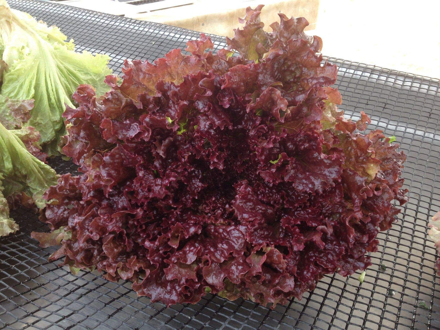 Bio New Red Fire Lettuce Seeds – Organic Looseleaf Lettuce with Crisp Red - Green Leaves - Dharaseeds