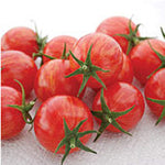 Bio Pink Bumble Bee Tomato Seeds – Striped Cherry Tomato with Sweet Flavor - Dharaseeds