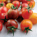 Bio Pink Bumble Bee Tomato Seeds – Striped Cherry Tomato with Sweet Flavor - Dharaseeds
