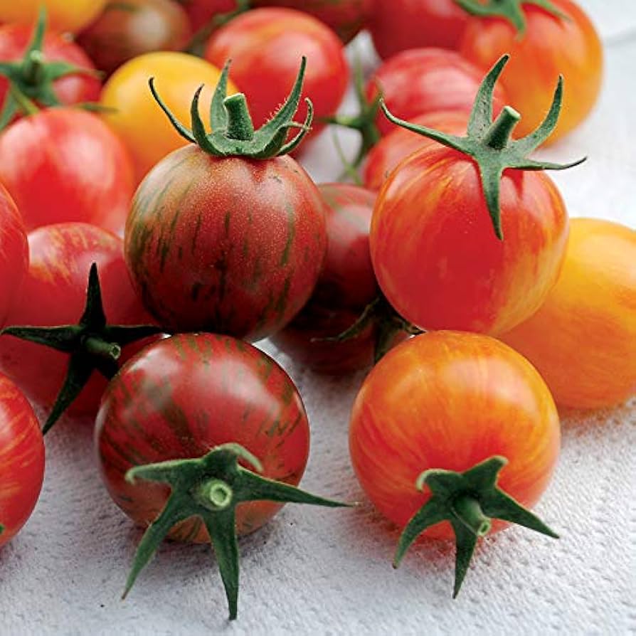 Bio Pink Bumble Bee Tomato Seeds – Striped Cherry Tomato with Sweet Flavor - Dharaseeds