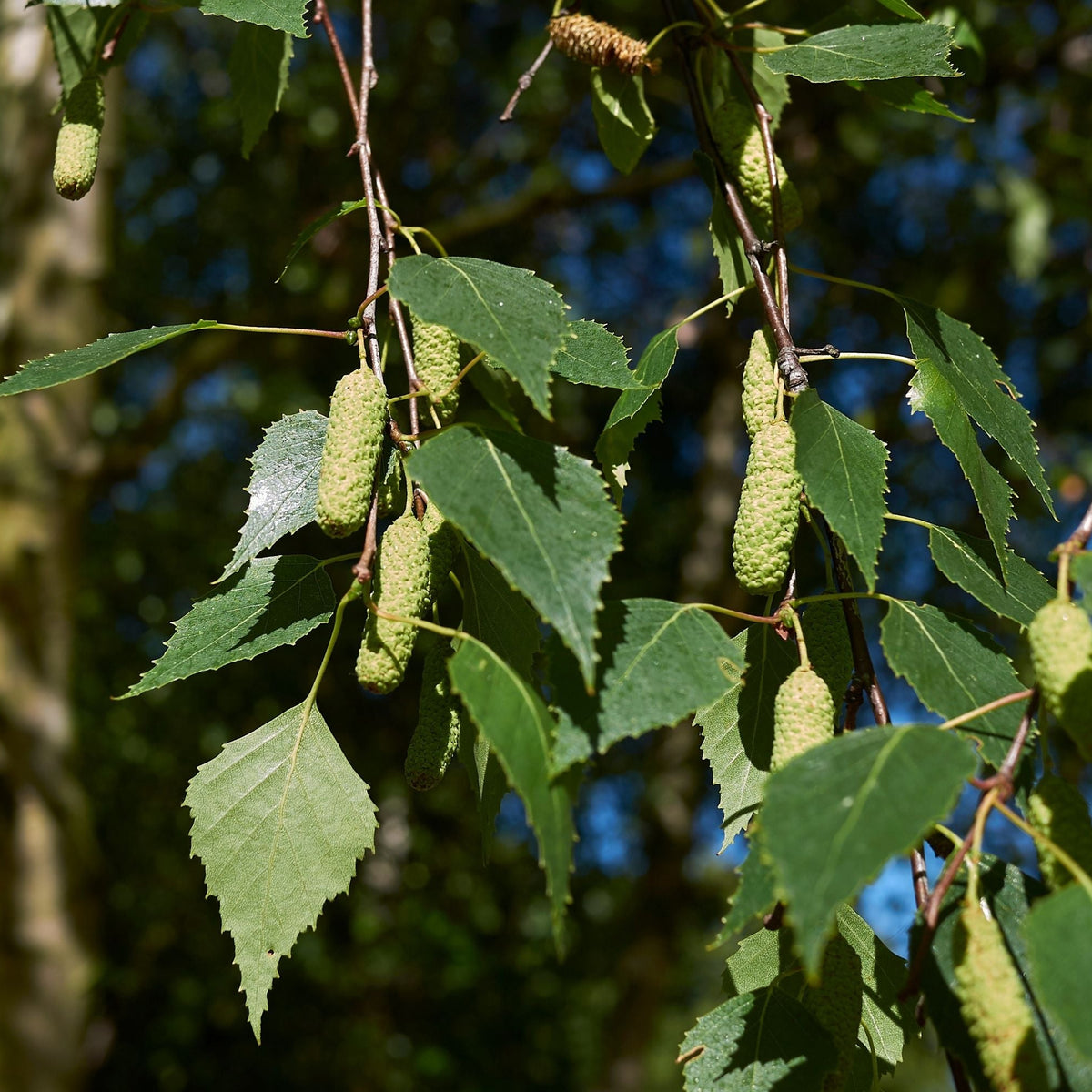 Birch tree seedlings grown from Betula pendula seeds