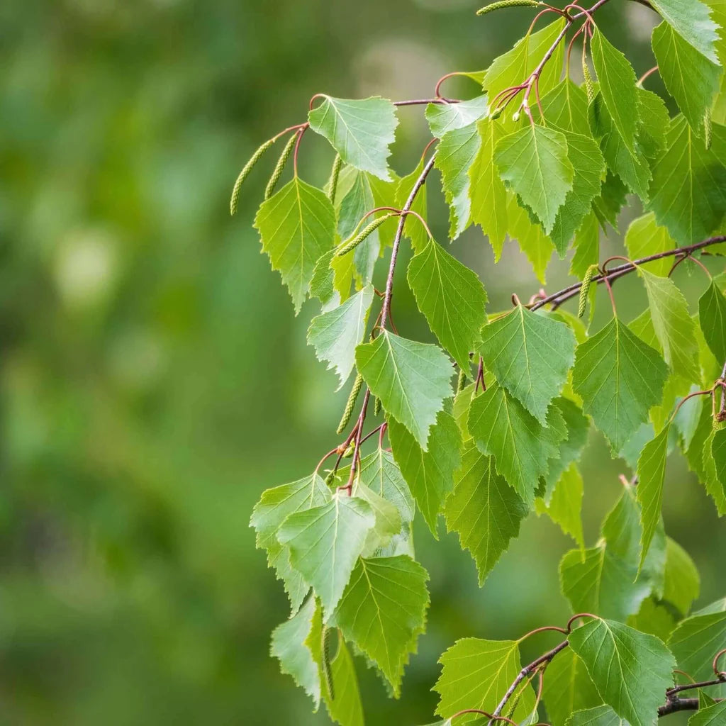 Heirloom non-GMO birch tree seeds Betula pendula