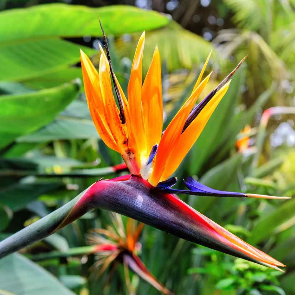 Bird of Paradise Orange Tropical Flower Seeds