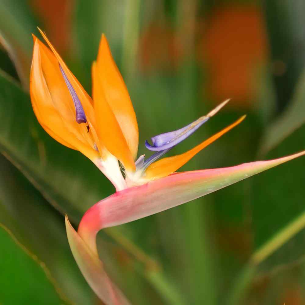 Bird of Paradise Orange Tropical Flower Seeds