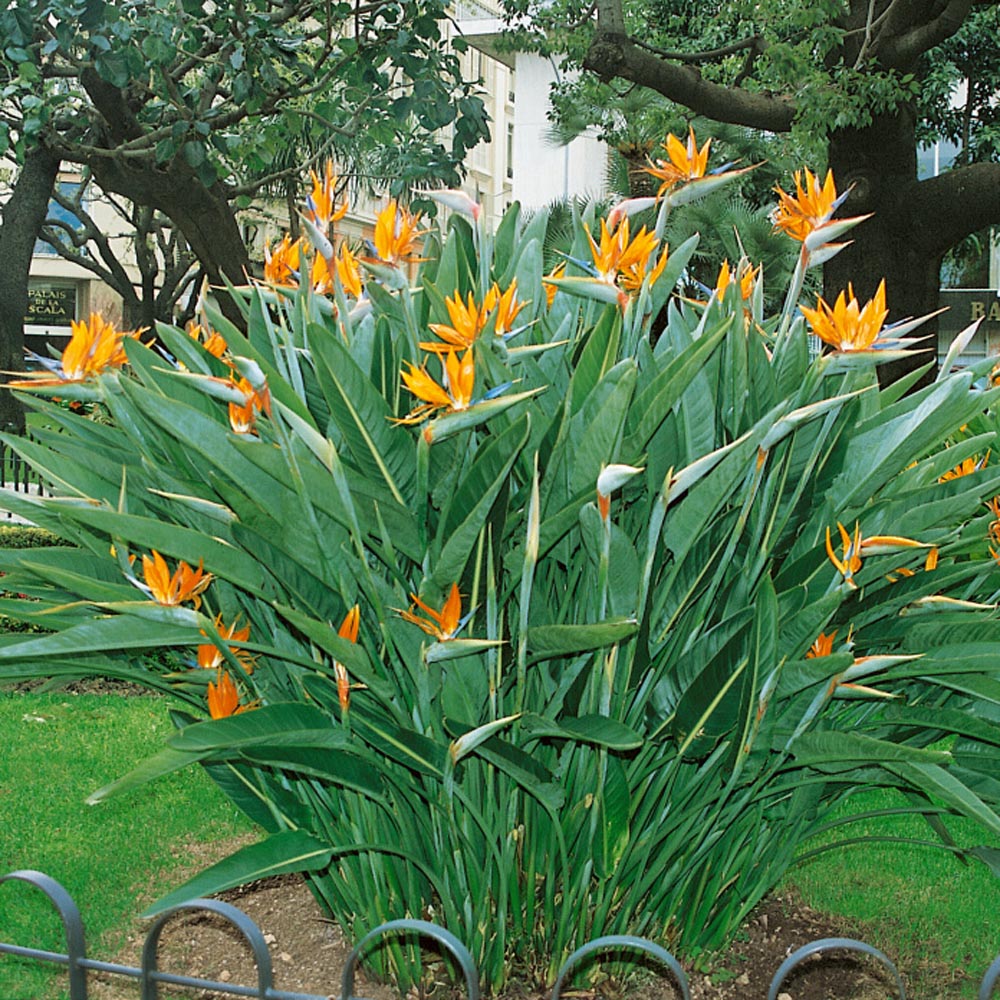 Bird of Paradise Orange Tropical Flower Seeds