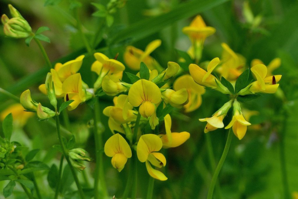 Birdsfoot Trefoil Seeds