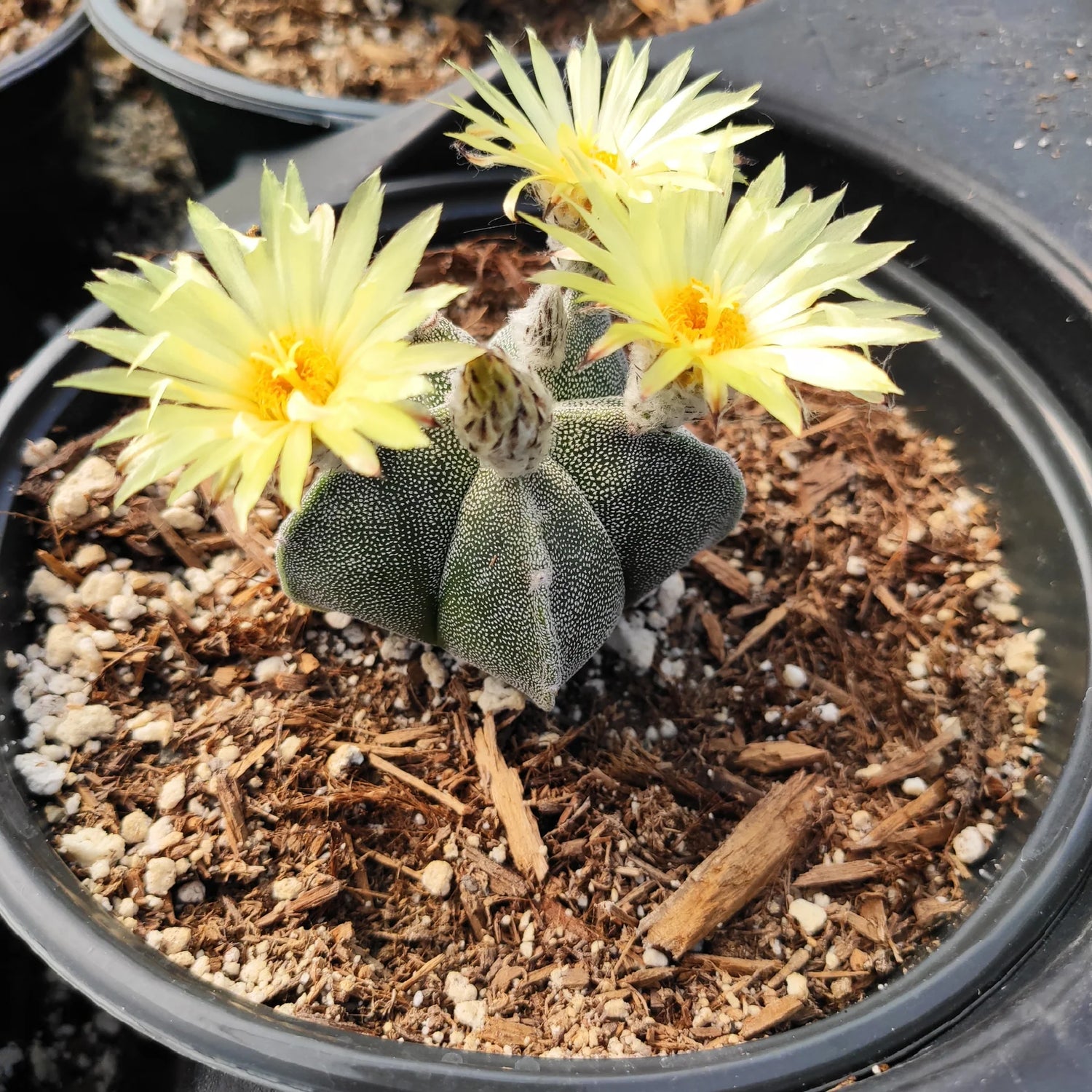 Bishop’s Cap cactus seeds for small pots and home decor