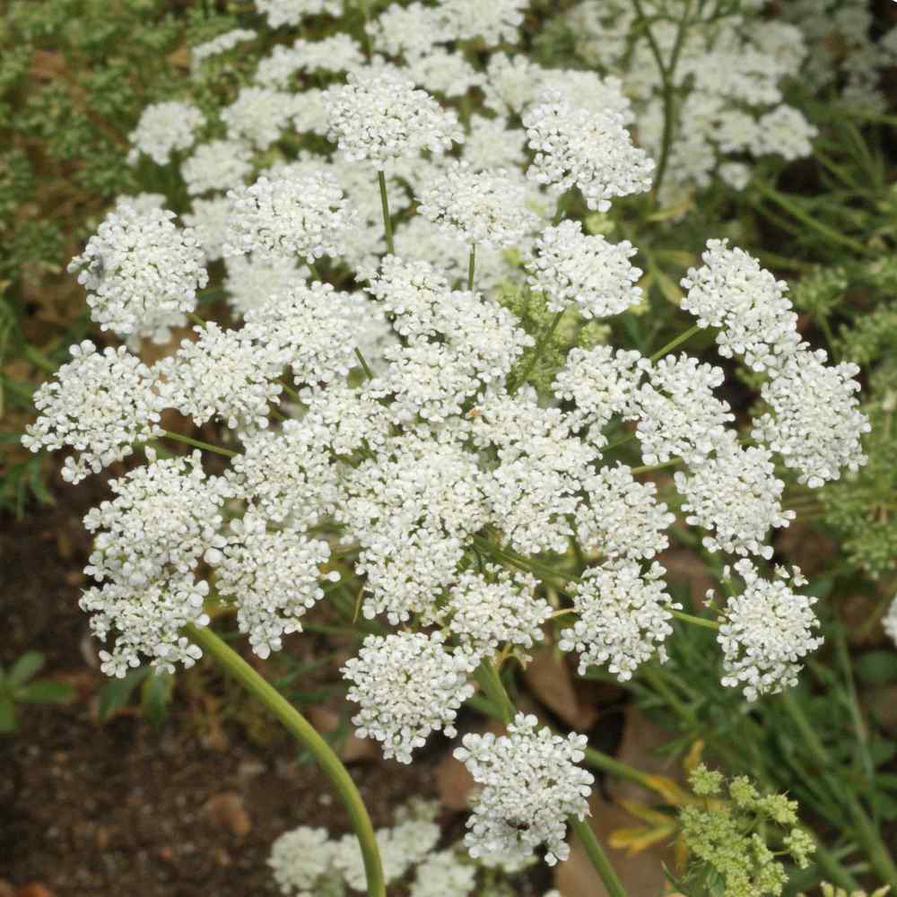 Bishop's Flower White Bloom Flower Seeds