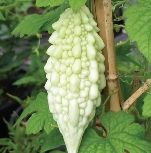 Bitter Gourd White Karela White F1 heirloom non-GMO organic garden seeds