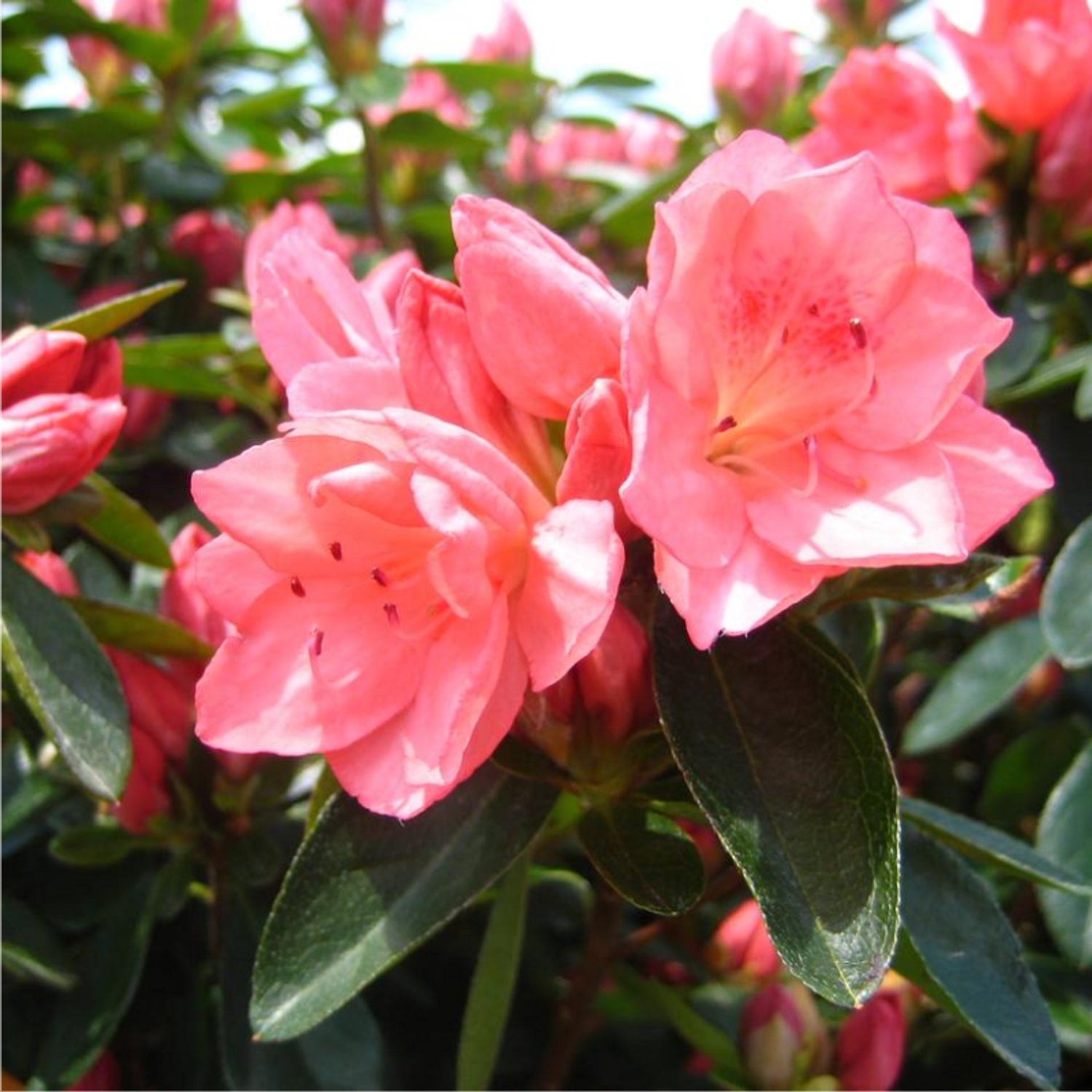 Azalea Rhododendron Pure Pink Flower Seeds for Planting