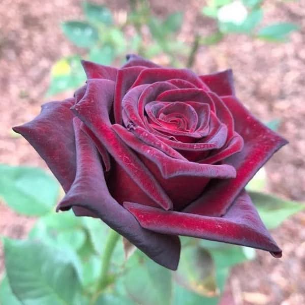 Hybrid Tea Rose Flower Seeds for Planting – Heirloom, Non-GMO Seeds for Garden Blooms - Tea for planting in home garden