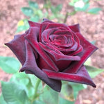 Hybrid Tea Rose Flower Seeds for Planting – Heirloom, Non-GMO Seeds for Garden Blooms - Tea for planting in home garden