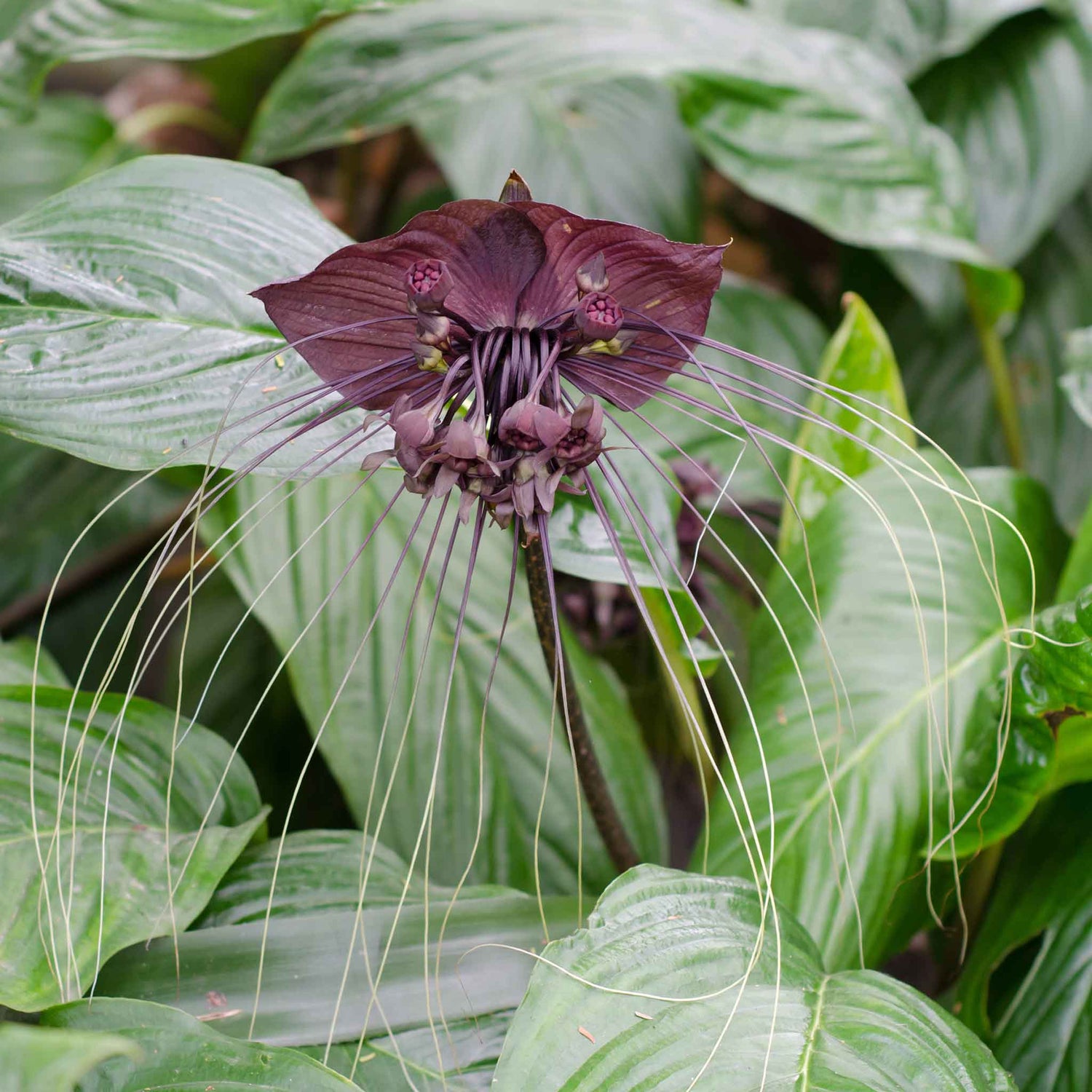 Black Bat Flower Seeds