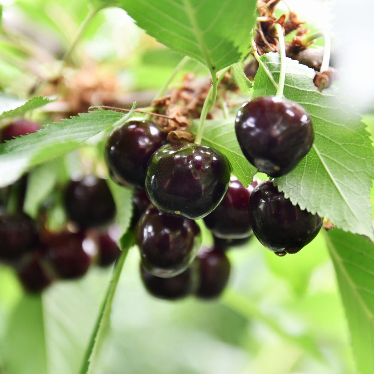 Black Cherry heirloom seeds non GMO variety for home gardens