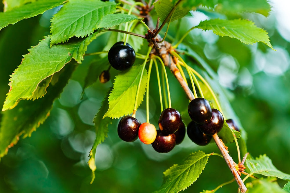 Black Cherry Seeds (Prunus serotina)