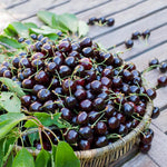 Black Cherry Seeds for gardening high germination seeds