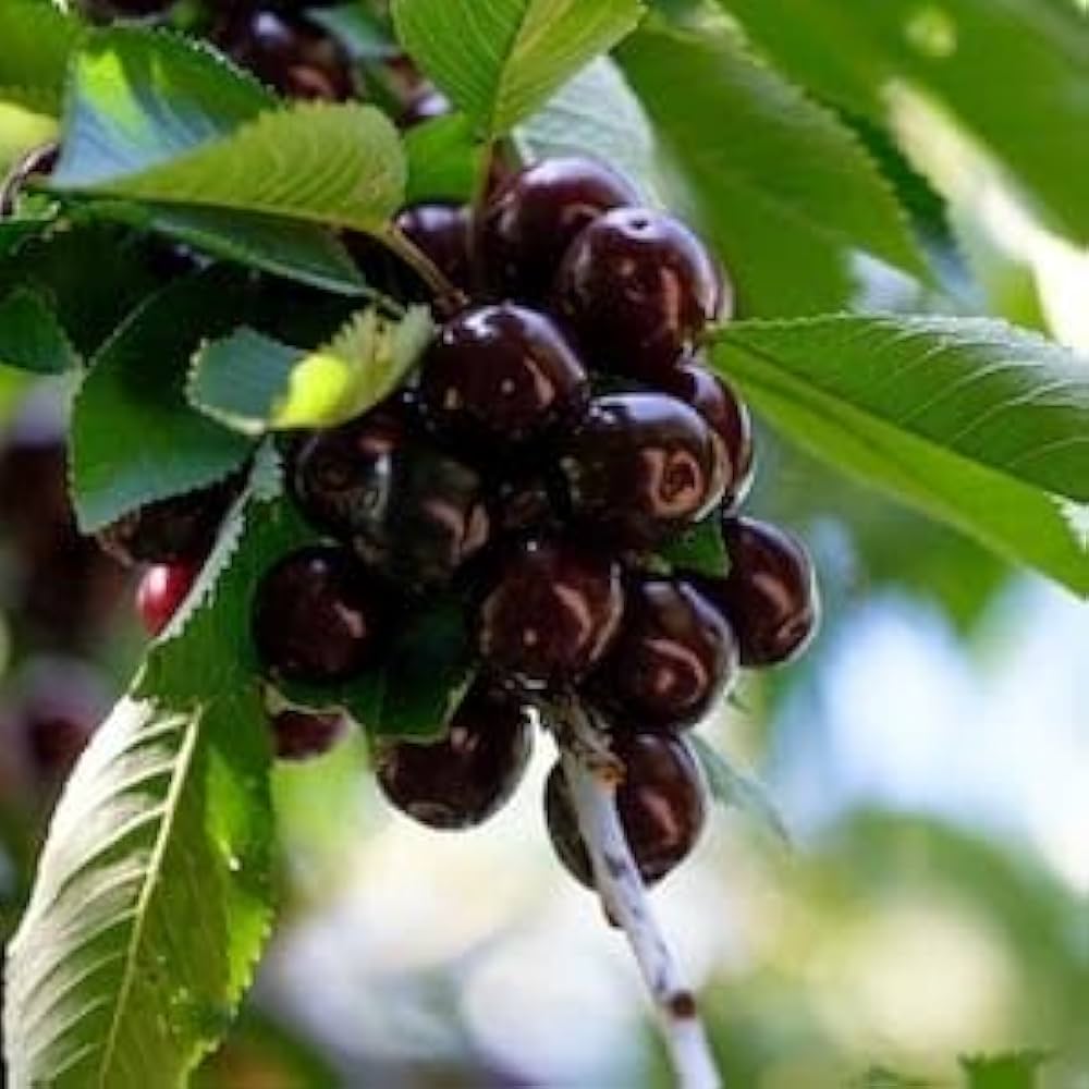 Black Cherry Seeds for organic home garden planting