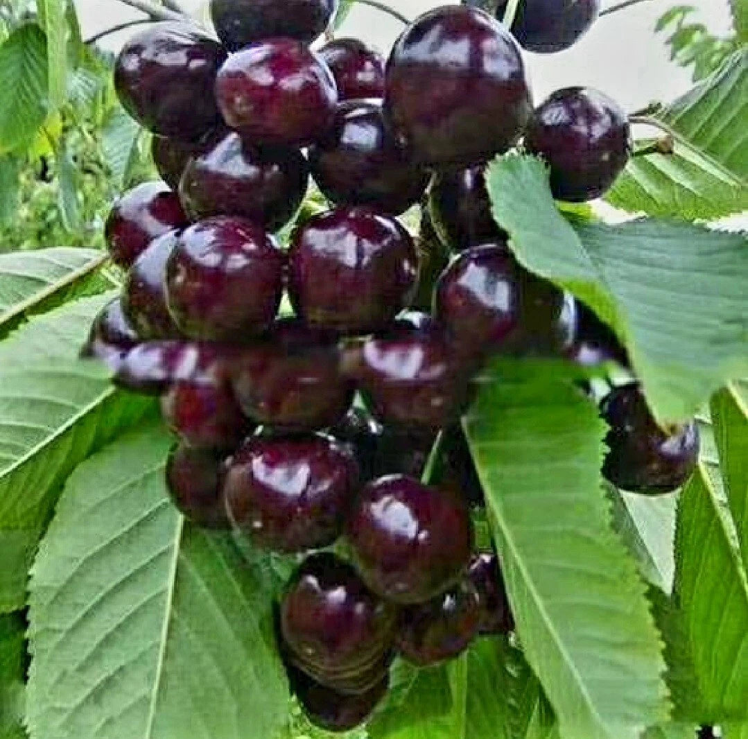 Black Cherry Seeds premium quality heirloom non GMO for planting