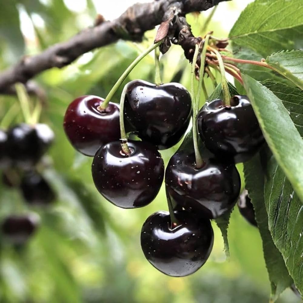 Black Cherry Seeds ideal for USA growers full sun planting