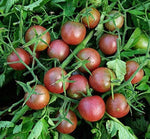 Black Cherry tomato seeds for planting sweet dark mini heirloom fruits - Dharaseeds