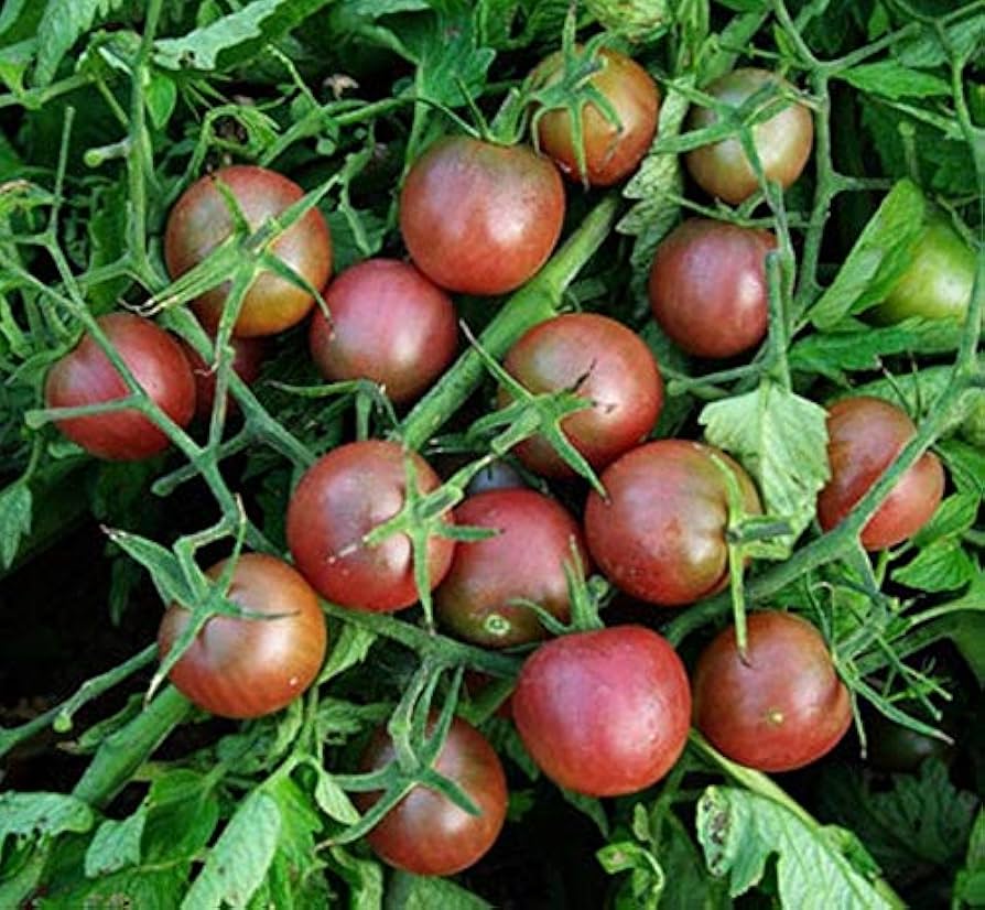 Black Cherry tomato seeds for planting sweet dark mini heirloom fruits - Dharaseeds