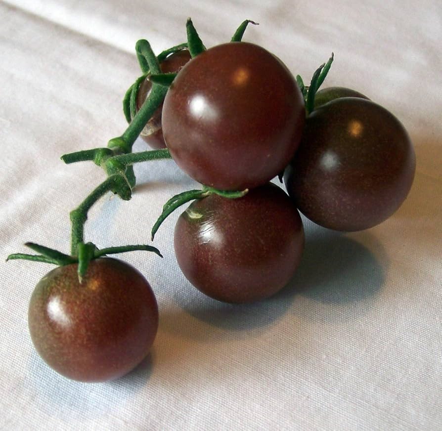 Black Cherry tomato seeds for planting sweet dark mini heirloom fruits - Dharaseeds