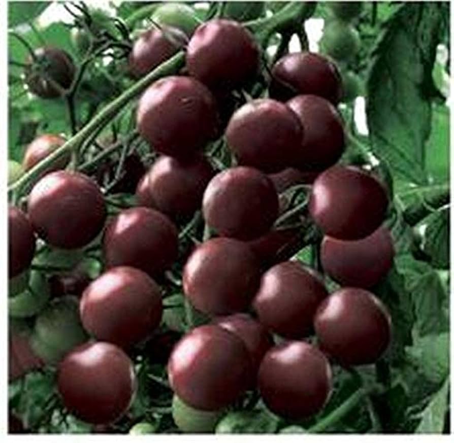 Black Cherry tomato seeds for planting sweet dark mini heirloom fruits - Dharaseeds