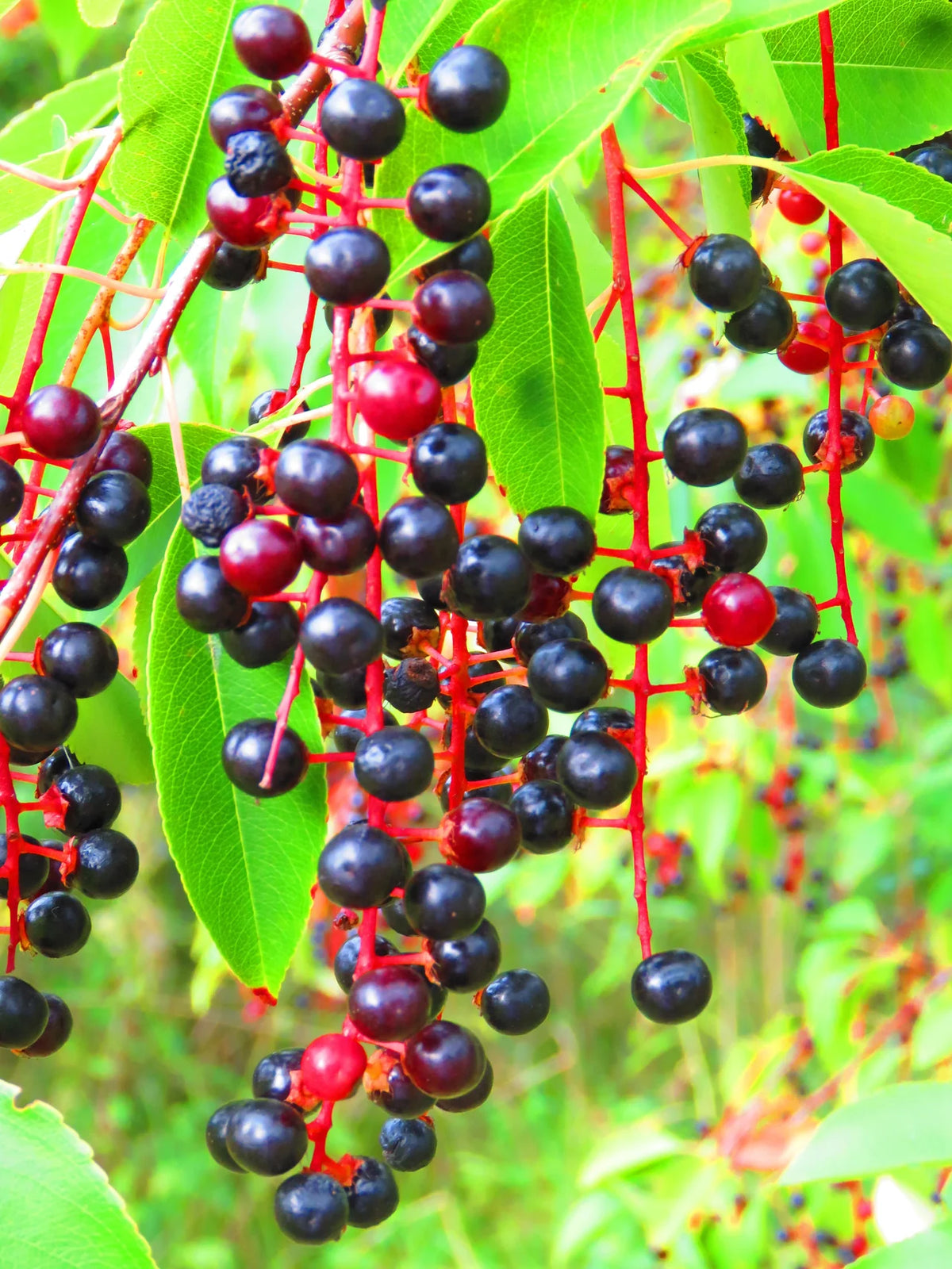Black cherry tree growth from premium quality seeds