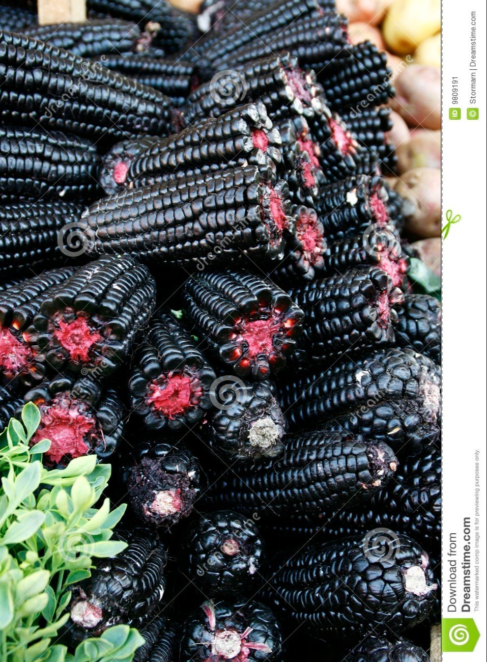 Black Corn Heirloom Seeds