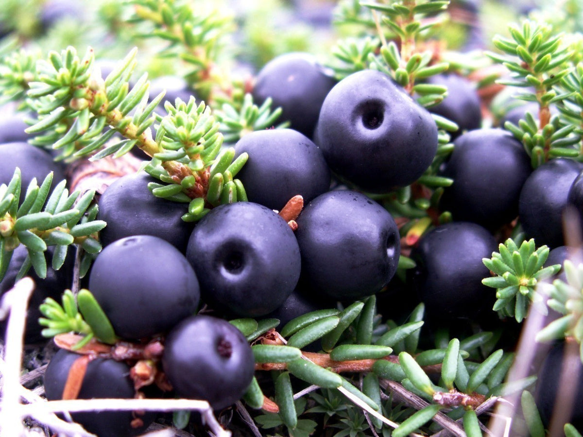 Black crowberry seeds heirloom non GMO for planting