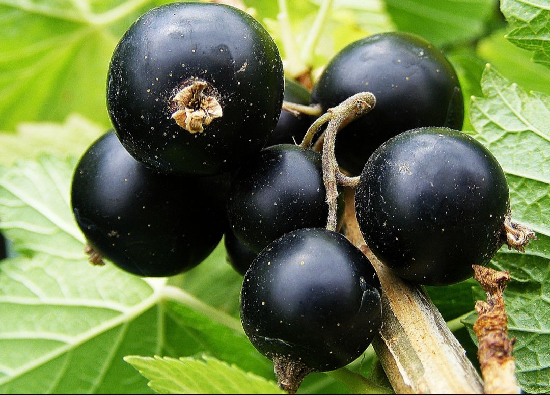 Zante Currant Seeds (Vitis vinifera / Common Name: Zante Currant, Black Corinth Grape)