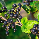 Black currant plant seeds suitable for edible garden planting
