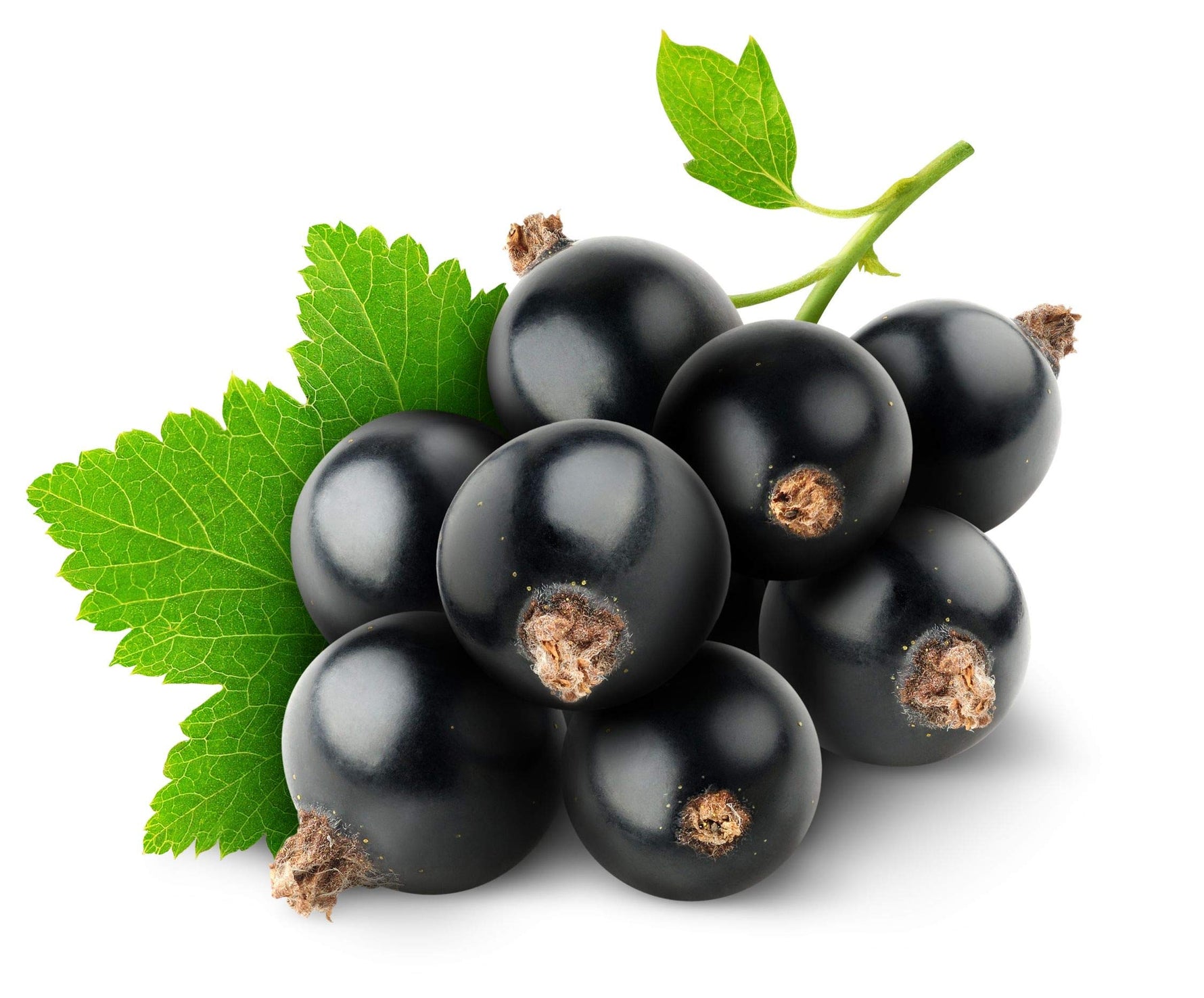 Black currant seeds with high germination rate