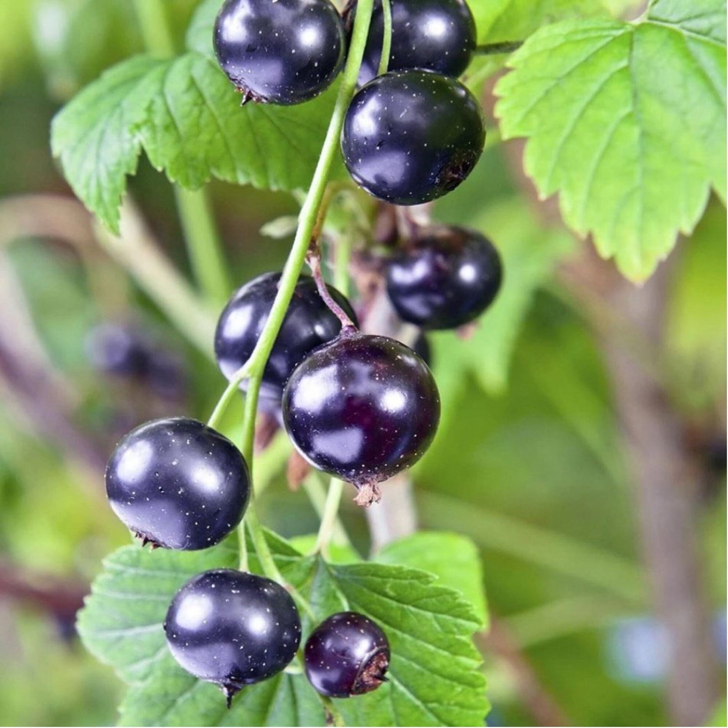 Black currant seeds heirloom non GMO for planting