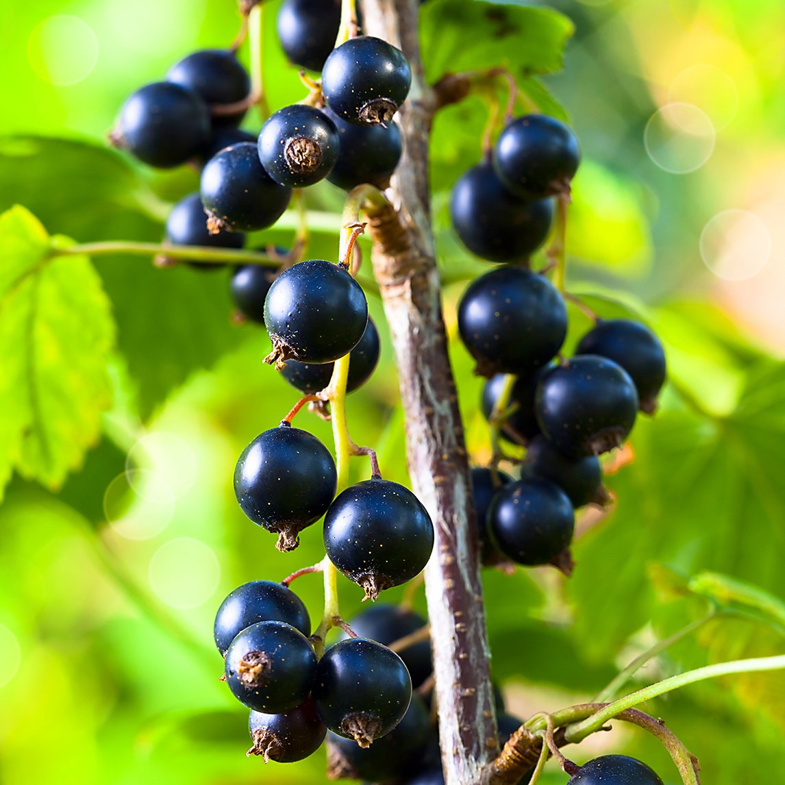 Black Currant Seeds (Ribes nigrum)