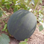 Black Diamond watermelon seeds for home garden planting