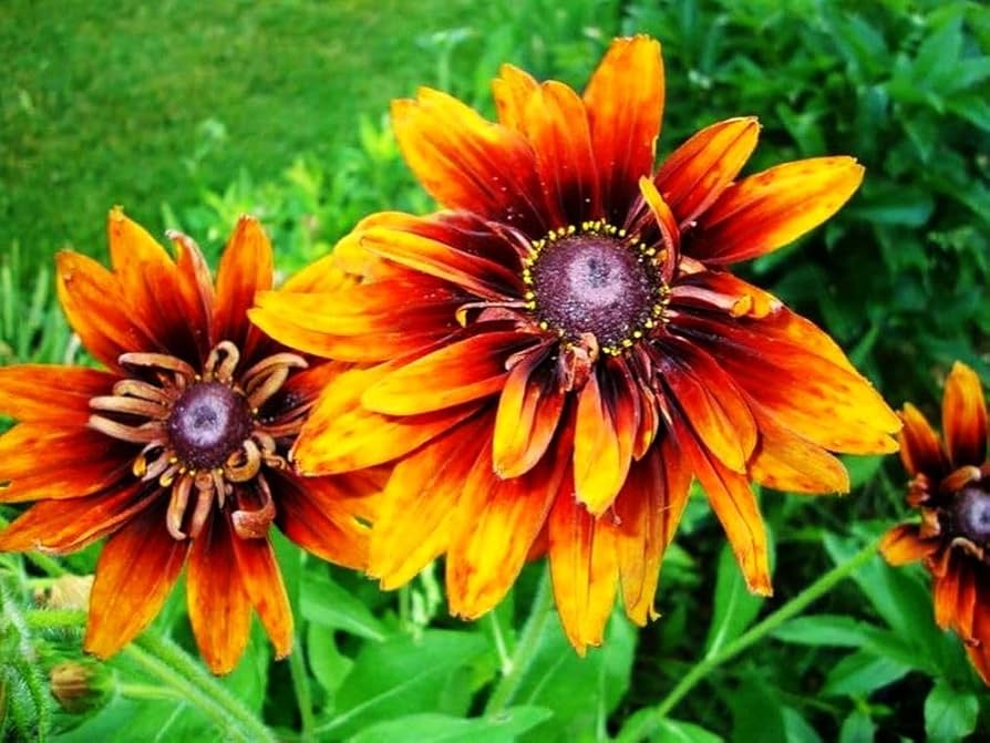 Black - eyed Susan flower Rudbeckia hirta seeds for planting in sunny flower beds and cottage gardens - Dharaseeds